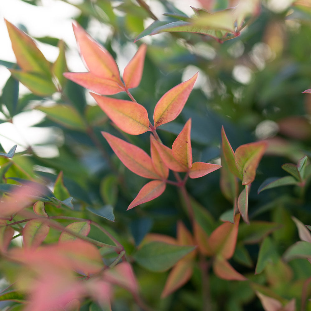 Nandina Gulf Stream