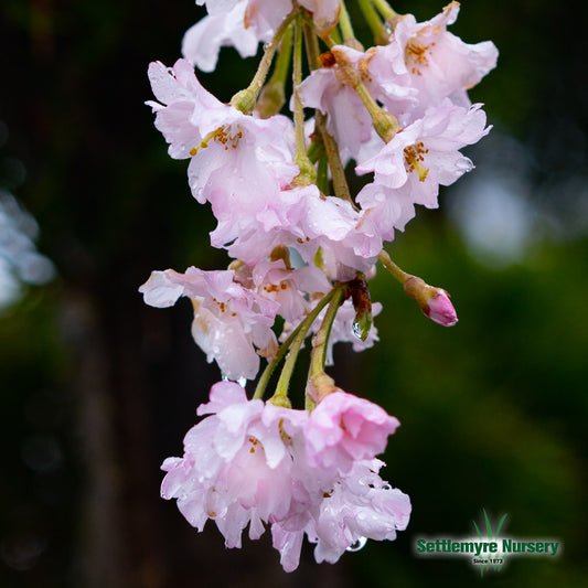 Weeping Cherry PINK 15 Gallon