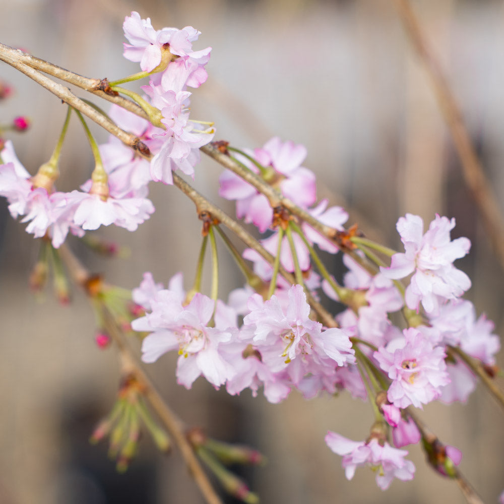 Weeping Cherry PINK 15 Gallon