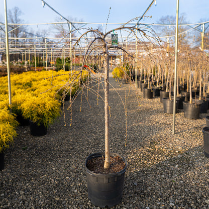 Weeping Cherry PINK 15 Gallon