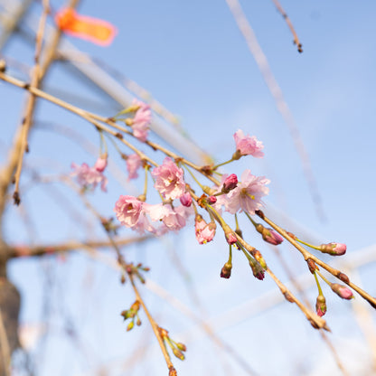 Weeping Cherry PINK 15 Gallon