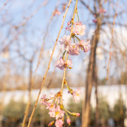 Weeping Cherry PINK 15 Gallon