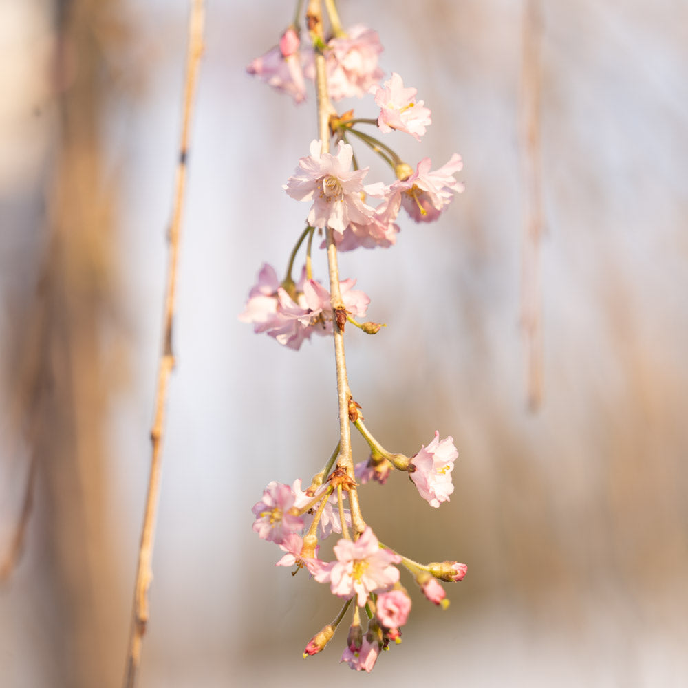 Weeping Cherry PINK 15 Gallon
