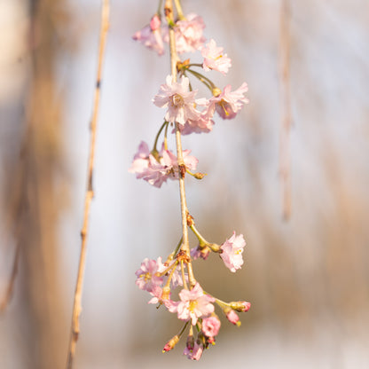 Weeping Cherry PINK 15 Gallon