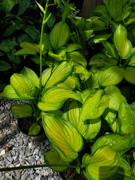 Hosta Stained Glass 1 Gallon