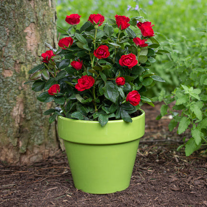 Petite Knock Out Red Rose