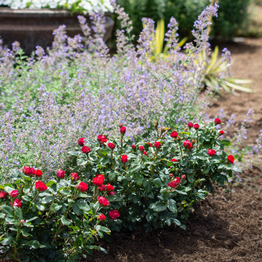 Petite Knock Out Red Rose