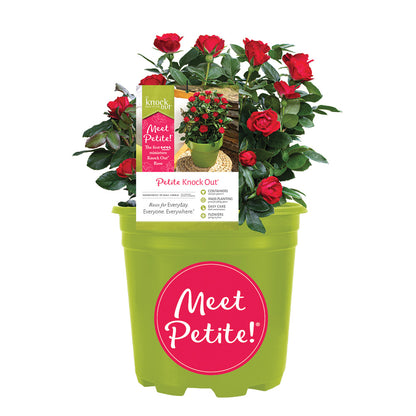 Petite Knock Out Red Rose