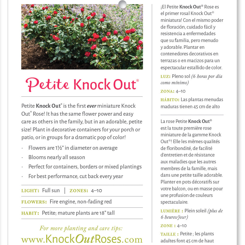 Petite Knock Out Red Rose