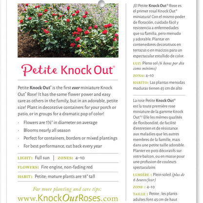 Petite Knock Out Red Rose