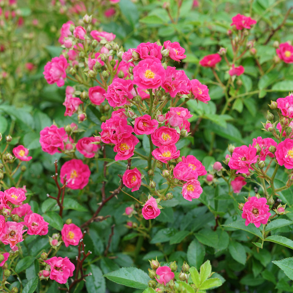 Easy Peasy Rose