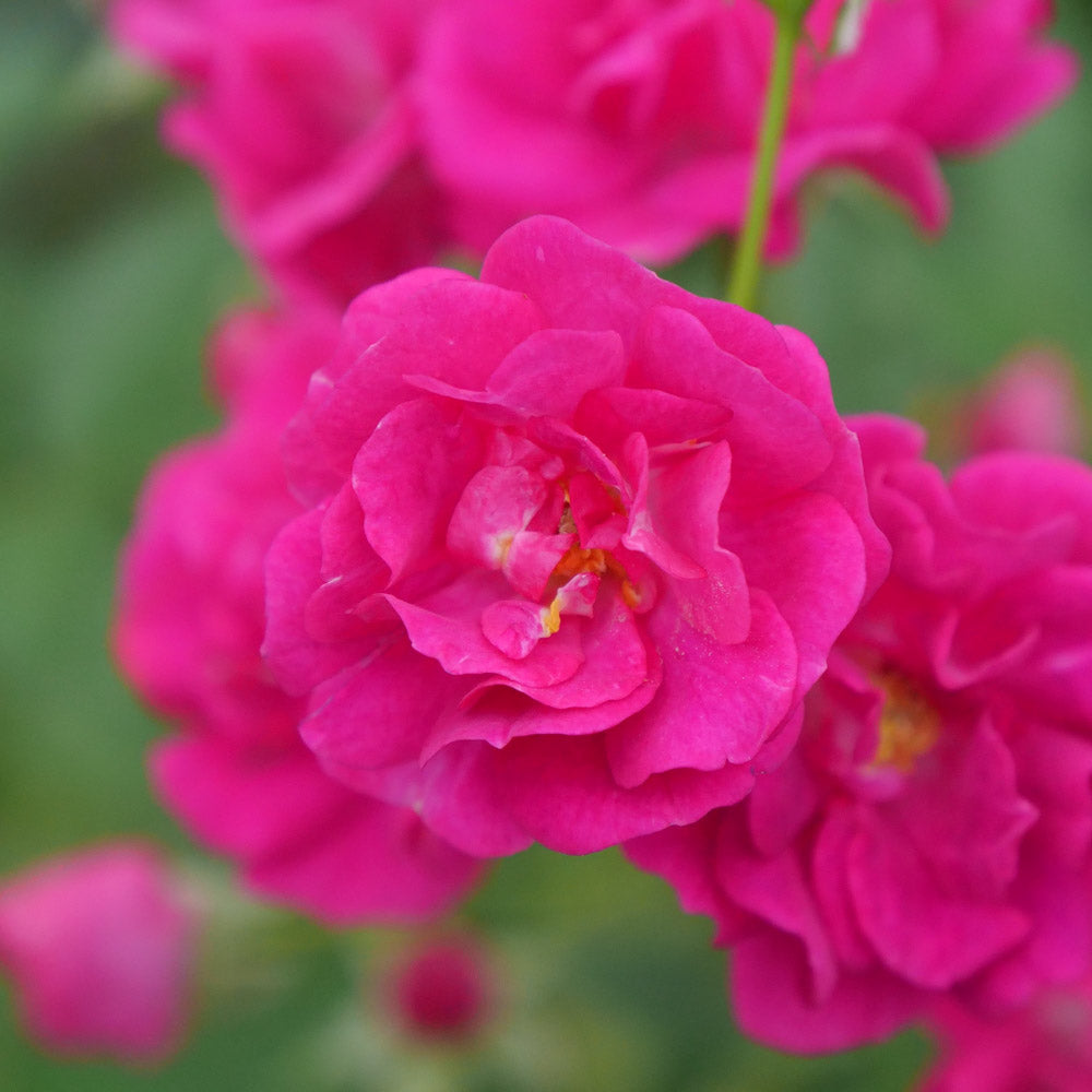Easy Peasy Rose