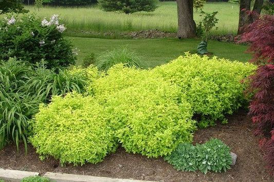 Gold mound spiraea with pink flowers
