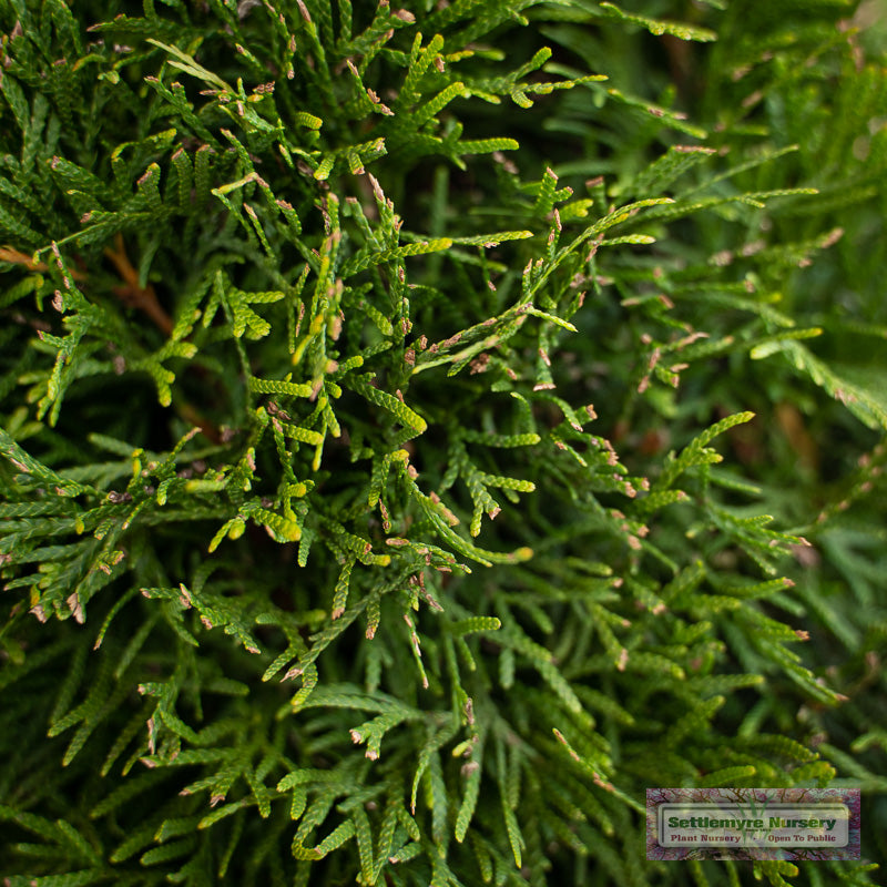 Emerald Green Thuja Spiral
