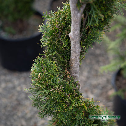 Emerald Green Thuja Spiral