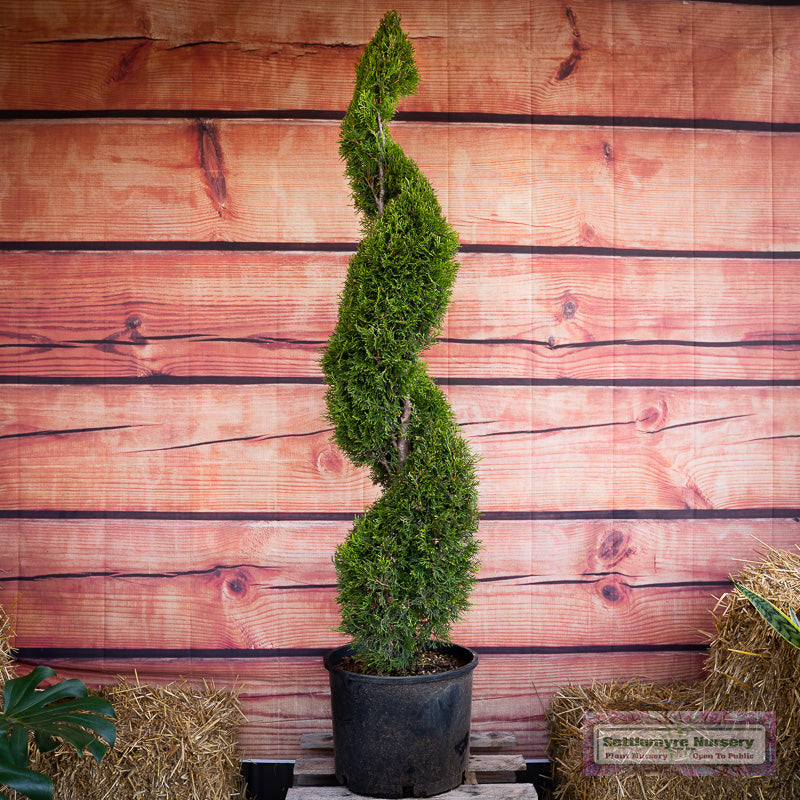 Group of Emerald Green Spiral Trees