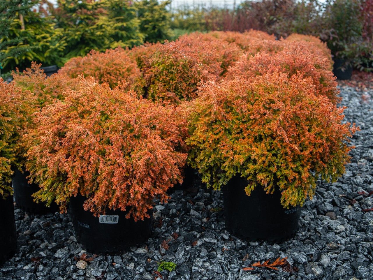 Fire Chief Arborvitae