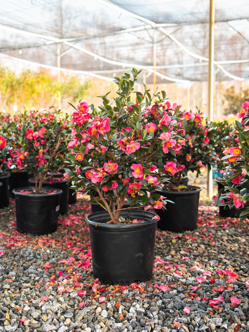 Camellia Yuletide Red
