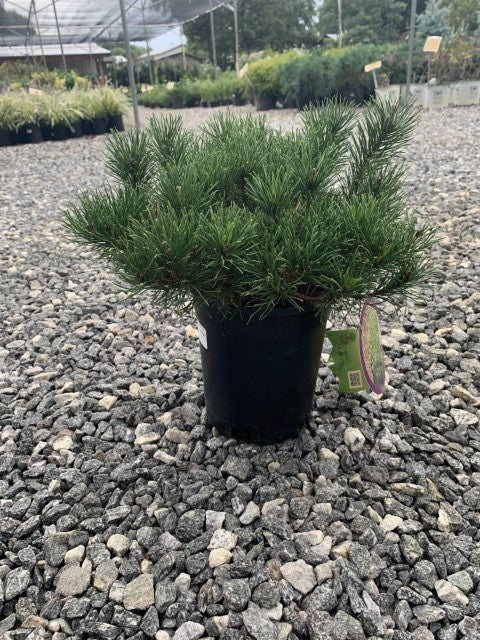 Mugho Pine