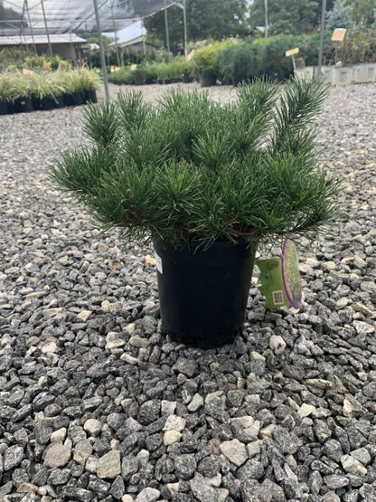 Mugho Pine