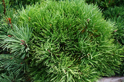 Mugho Pine