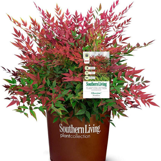 Nandina Obsession