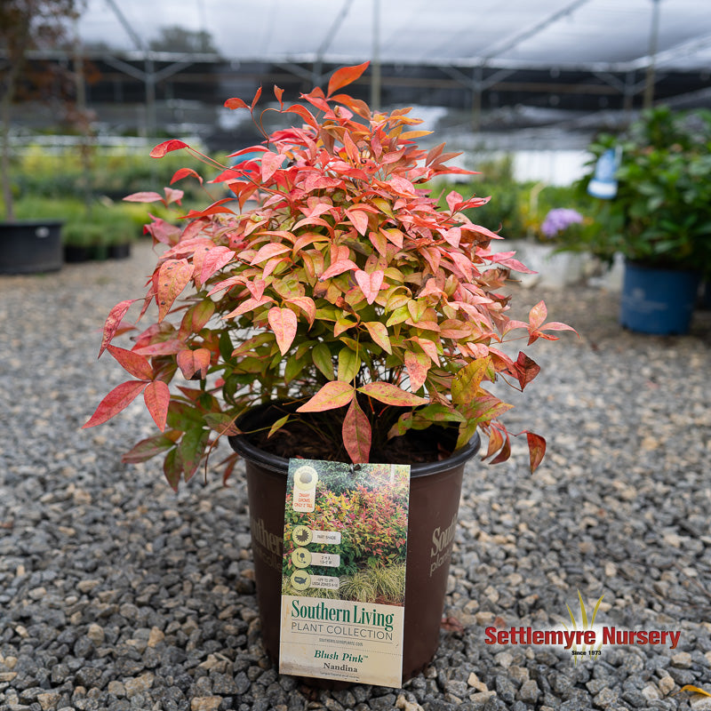 Blush Pink Nandina at Settlemyre Nursery