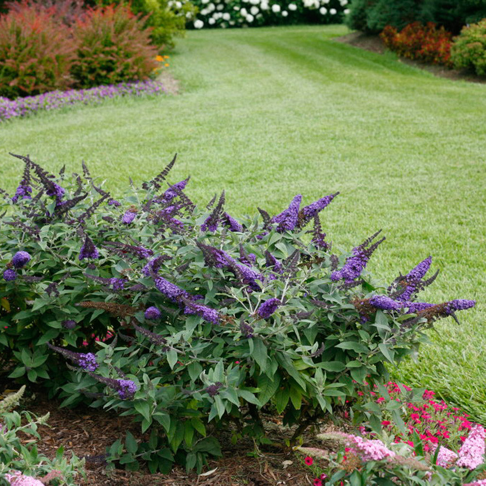 The 'Pugster Blue' butterfly bush (buddleia) from Proven Winners - Bloom closeup