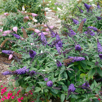 The 'Pugster Blue' butterfly bush (buddleia) from Proven Winners - Bloom closeup