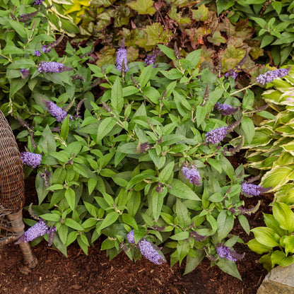 The 'Pugster Blue' butterfly bush (buddleia) from Proven Winners - collection of blooms