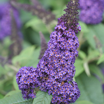 Pugster Blue Butterfly Bush