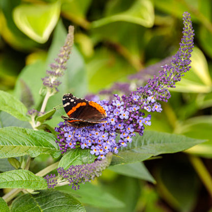 Pugster Blue Butterfly Bush