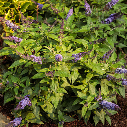 Pugster Blue Butterfly Bush