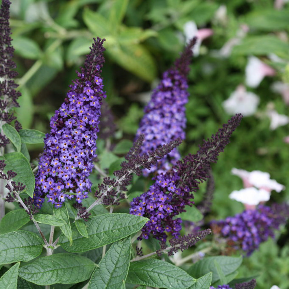 The 'Pugster Blue' butterfly bush (buddleia) from Proven Winners - Bloom closeup