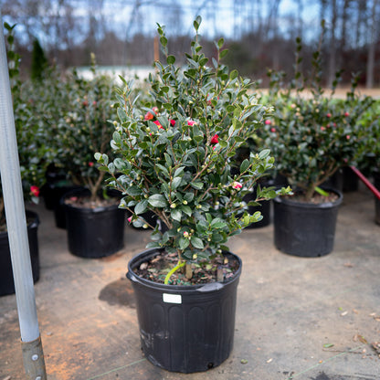 Camellia Yuletide Red