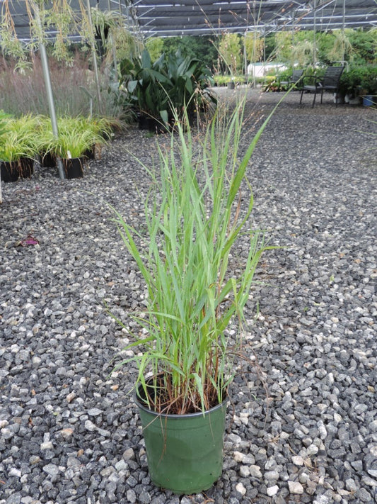 Shenandoah Red Ornamental Grass