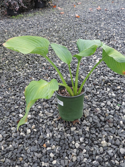 Hosta Blue Angel 1 Gallon