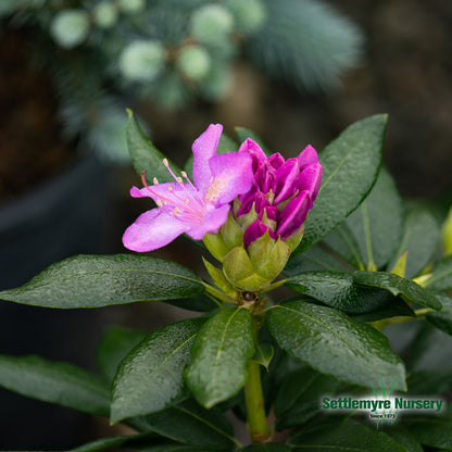 English Roseum Rhododendron