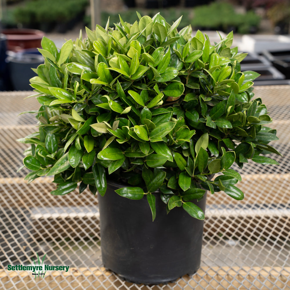 Carissa Holly in pot at Settlemyre Nursery