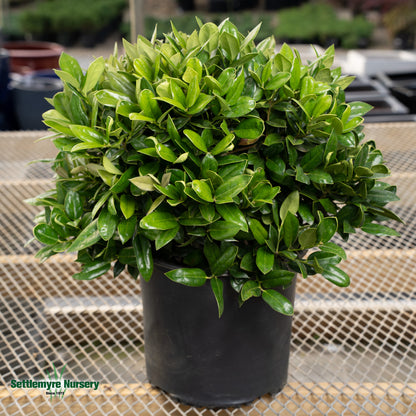 Carissa Holly in pot at Settlemyre Nursery