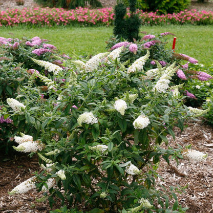 Group of Pugster White blooms