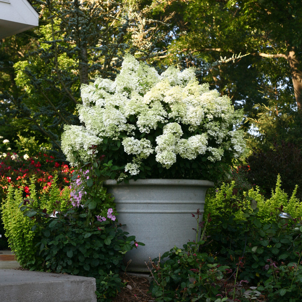 Hydrangea BoBo