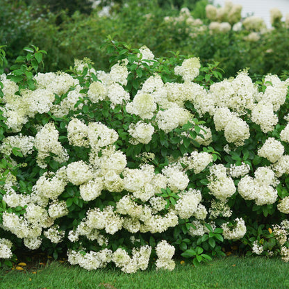 Hydrangea BoBo