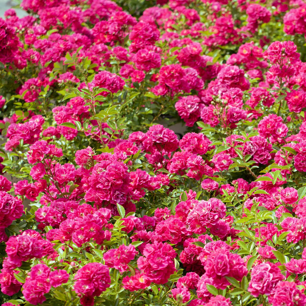 A group of vivid blooms on the Easy Peasy rose bush by Proven Winners