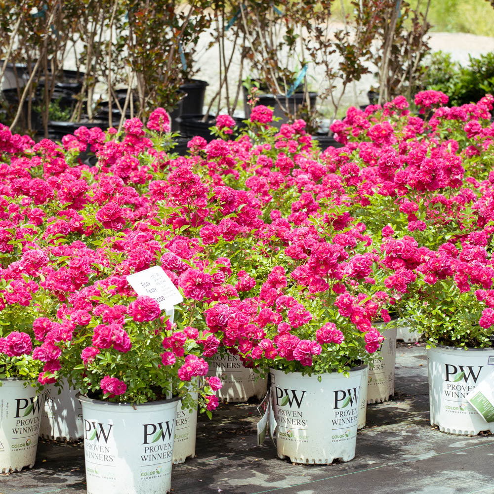 A single pink bloom on the Easy Peasy rose bush by Proven Winners