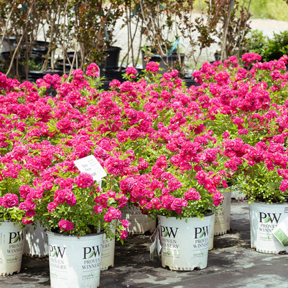 A single pink bloom on the Easy Peasy rose bush by Proven Winners