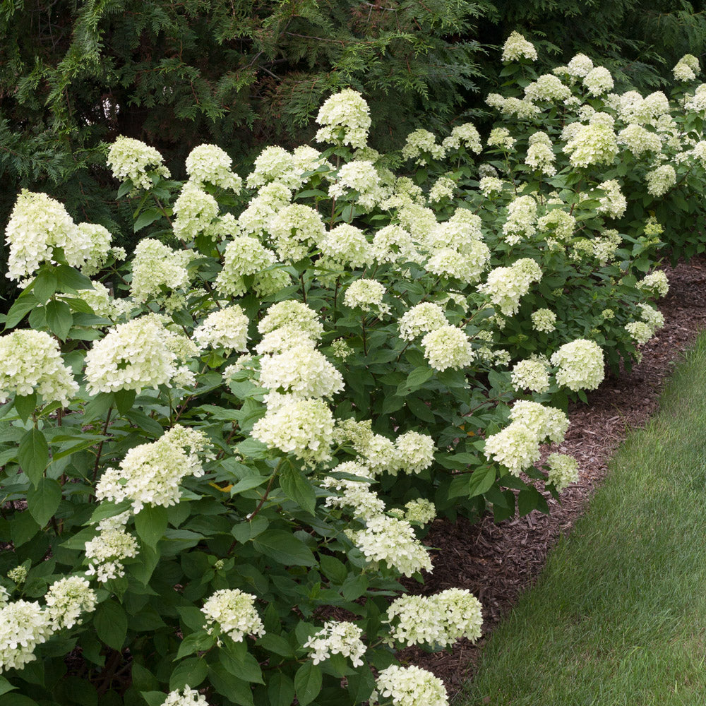 Little Lime Hydrangea: A small shrub adorned with conical flowers, offering a pop of color to landscapes.