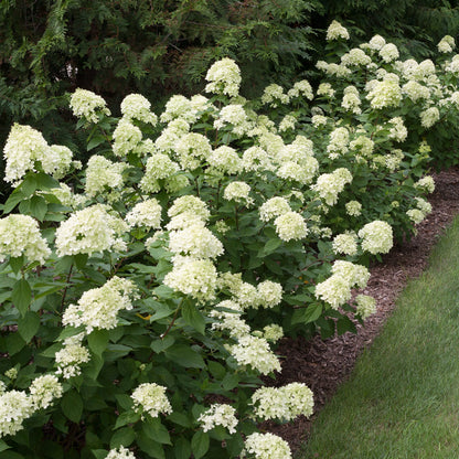 Little Lime Hydrangea: A small shrub adorned with conical flowers, offering a pop of color to landscapes.