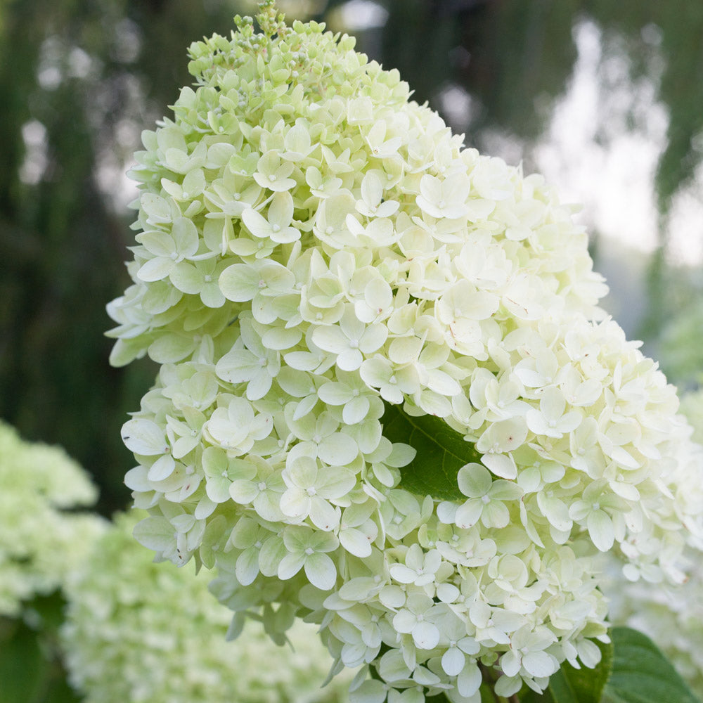 Close-up of a blooming Little Lime Hydrangea shrub, showcasing its vibrant green and white flower clusters.