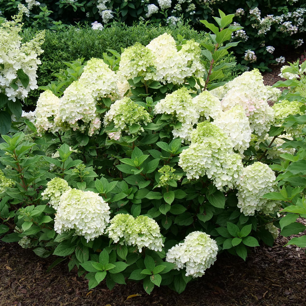 A compact Little Lime Hydrangea shrub with cone-shaped flowers transitioning from green to soft white.